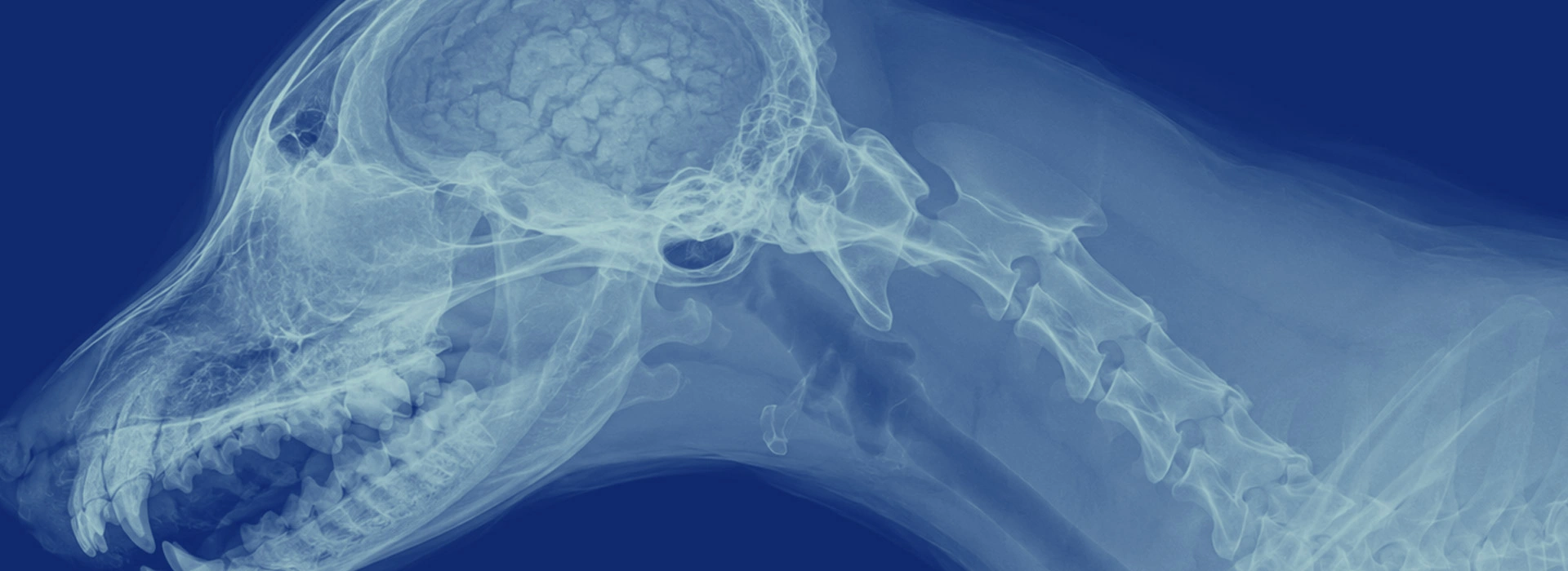 Epilepsia y Convulsiones en Perros — Neurología Veterinaria