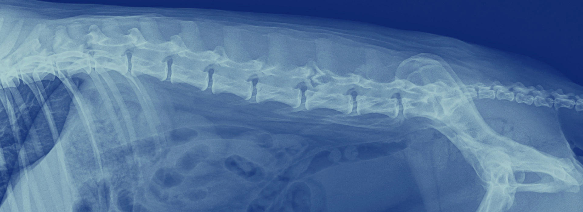 Hernias Discales (IVDD) en Perros y Gatos
