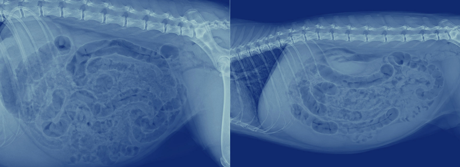 Enfermedades Digestivas Crónicas en Perros y Gatos