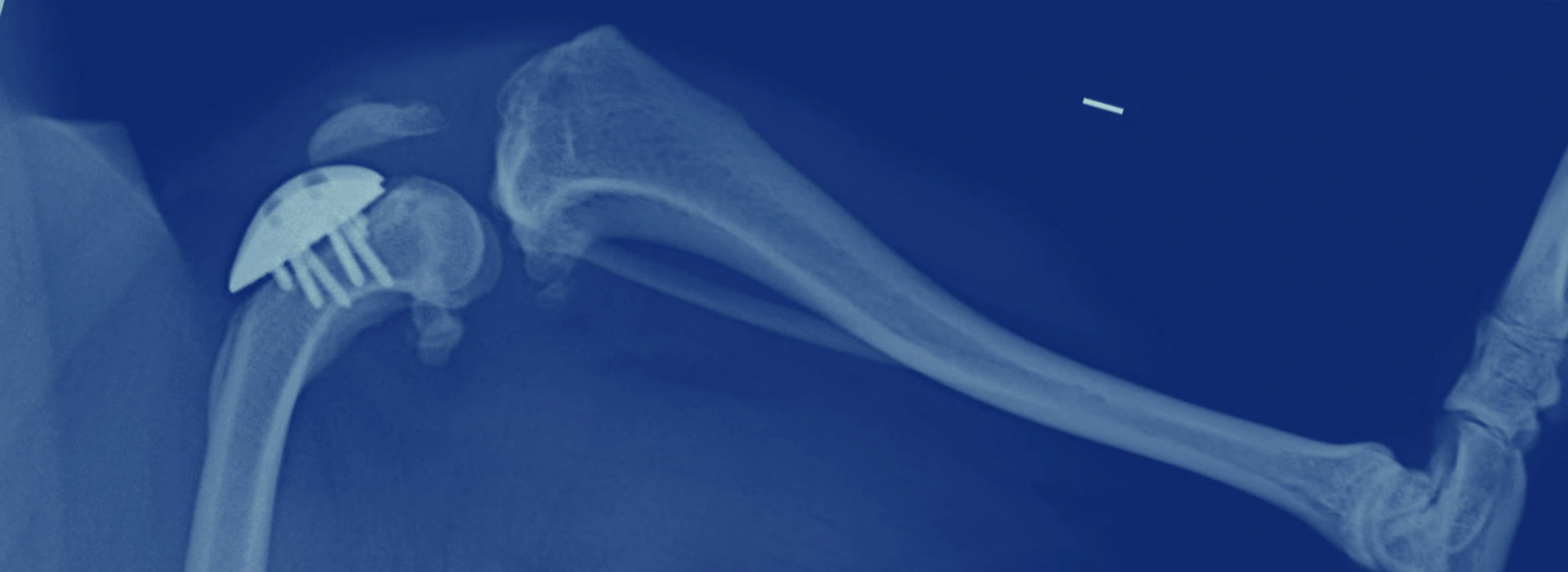 Prótesis de Rodilla en Perros